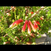 Erica Versicolor (fam. Ericacees) (Parc de la tete d'or) (2)
